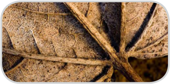 Determination of mineral components in dry leaves Determination of mineral components in dry leaves