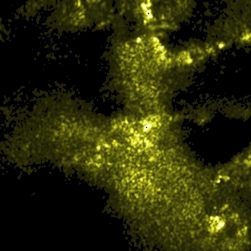 Fig.2b.1. Anatase distribution image of the area 2b