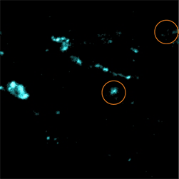 Рис.4a. Изображение Fast mapping с искажениями вследствие фотолюминесценции. Некоторые пятна от фотолюминесценции выделены окружностями.