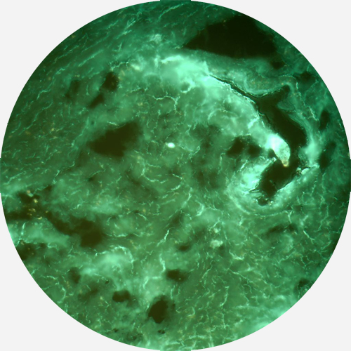 Изображение полученное на микроскопе Confotec NR500